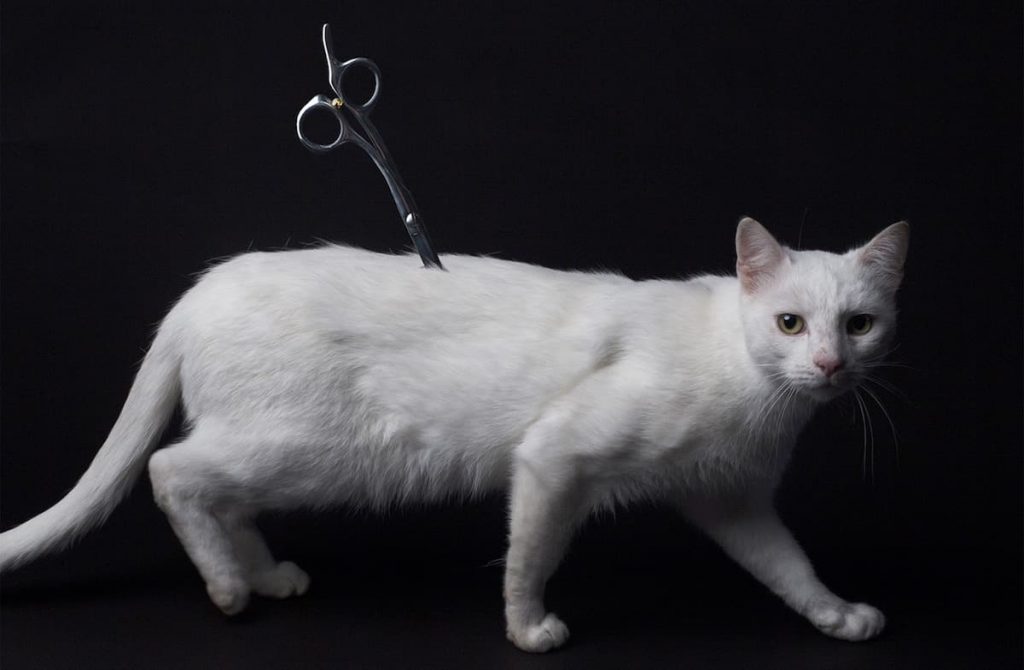 Paul Pörtner- Hajmeresztő - december 31.